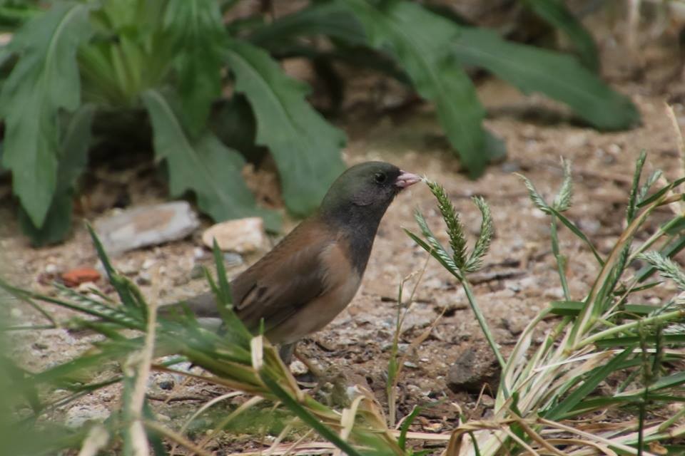 Dark-eyed Junco - ML21782331