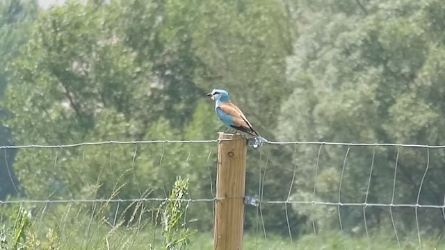 European Roller - ML217823311