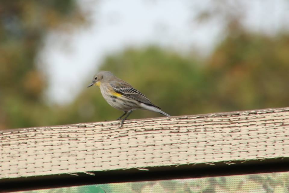 Yellow-rumped Warbler - ML21782341