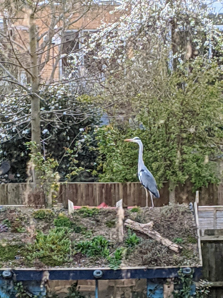 Gray Heron - ML217823861