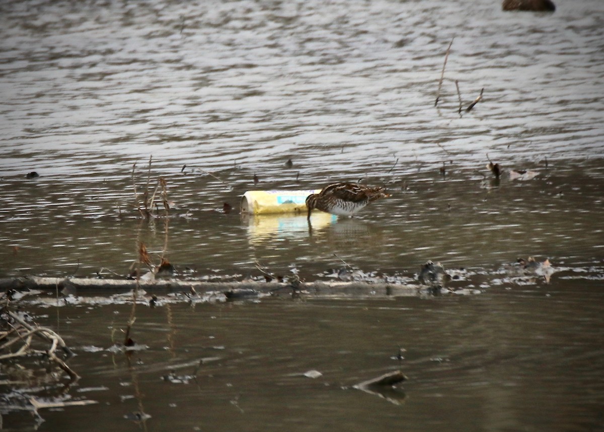 Wilson's Snipe - ML217824181