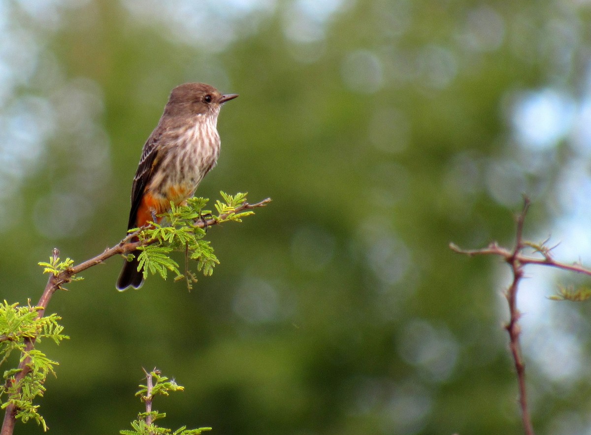 Vermilion Flycatcher - Ernesto Verga