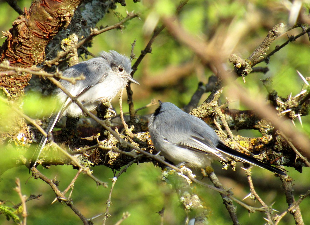 Masked Gnatcatcher - ML217825031