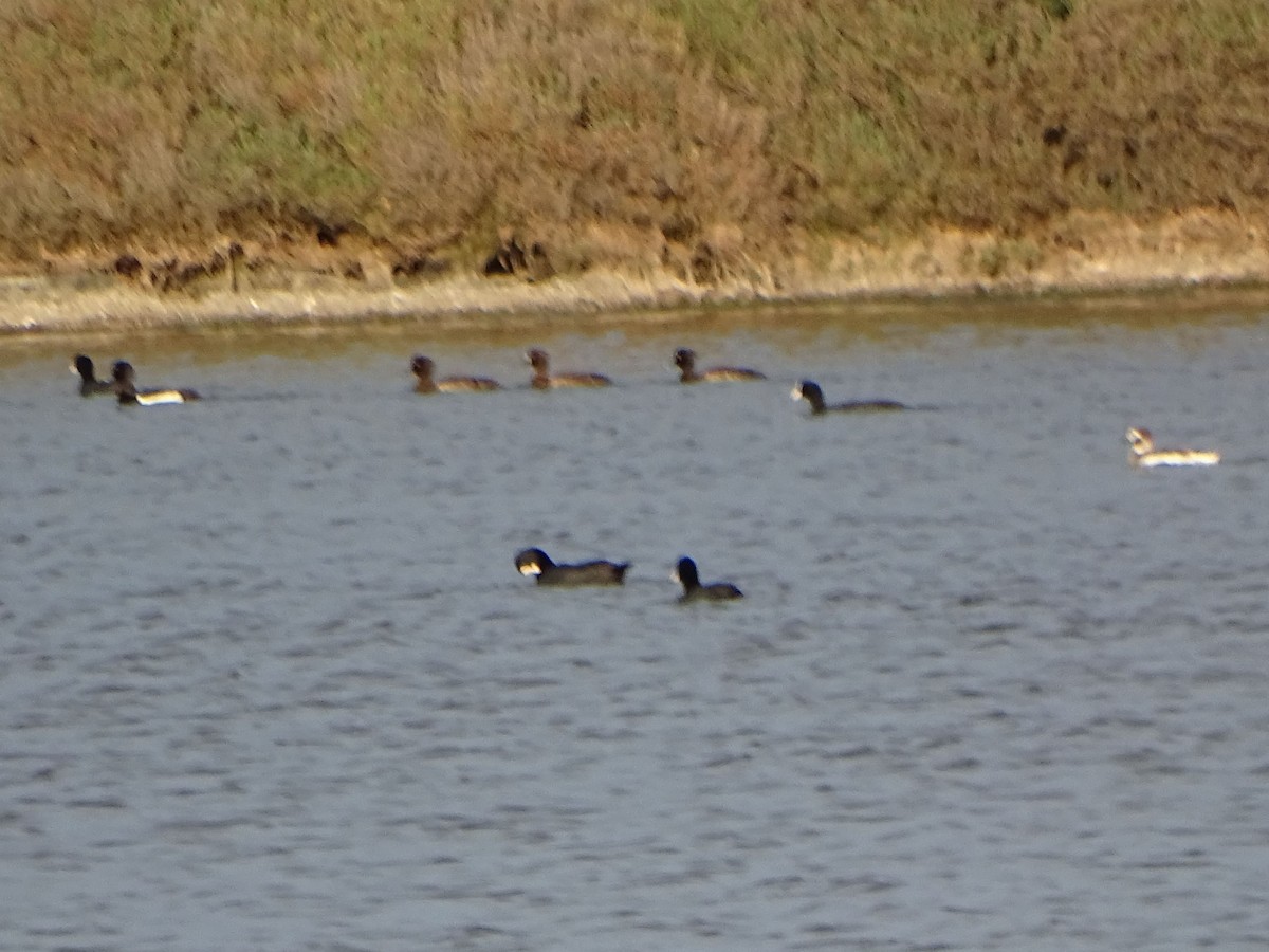 Tufted Duck - ML217825831
