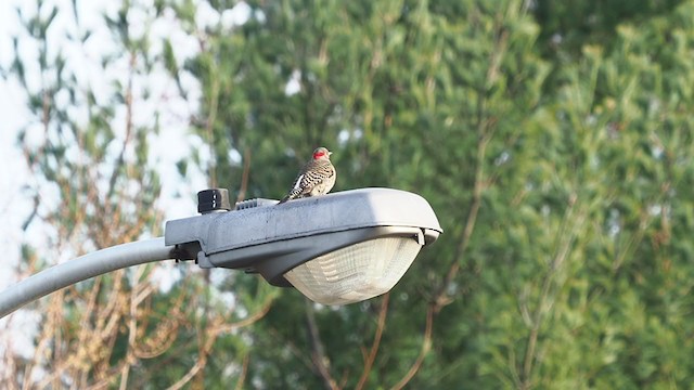 Northern Flicker - ML217826621