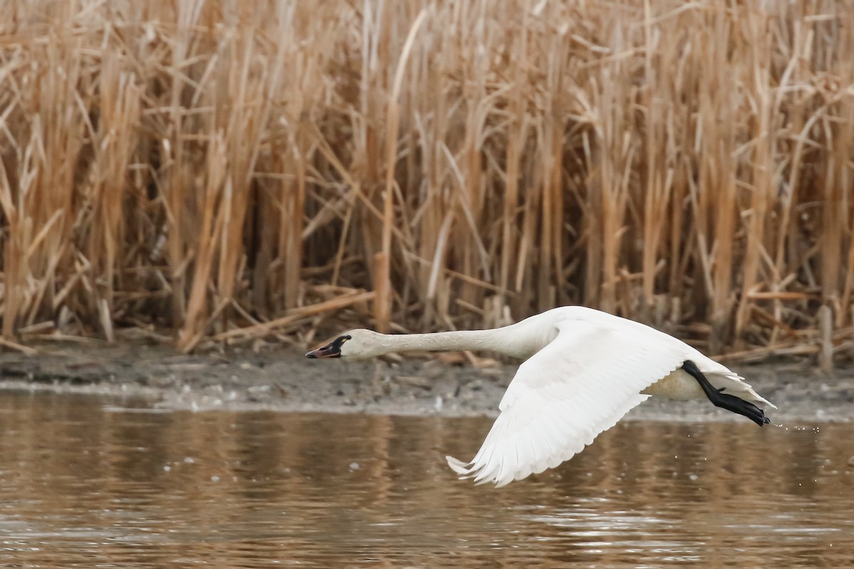 Tundra Swan - ML217826781