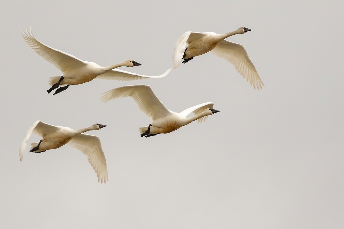 Tundra Swan - ML217826811