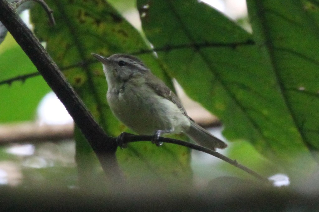 Timor Leaf Warbler - Colin Trainor