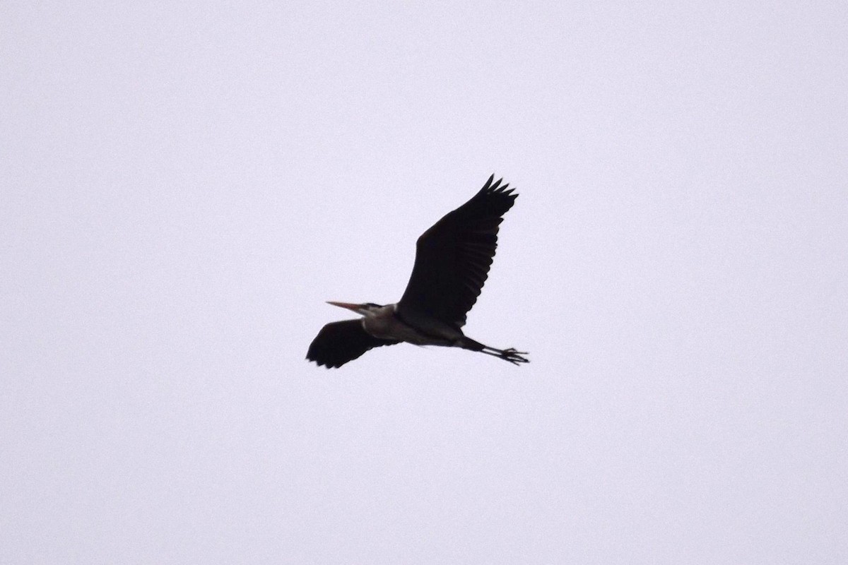 Great Blue Heron - ML217831191