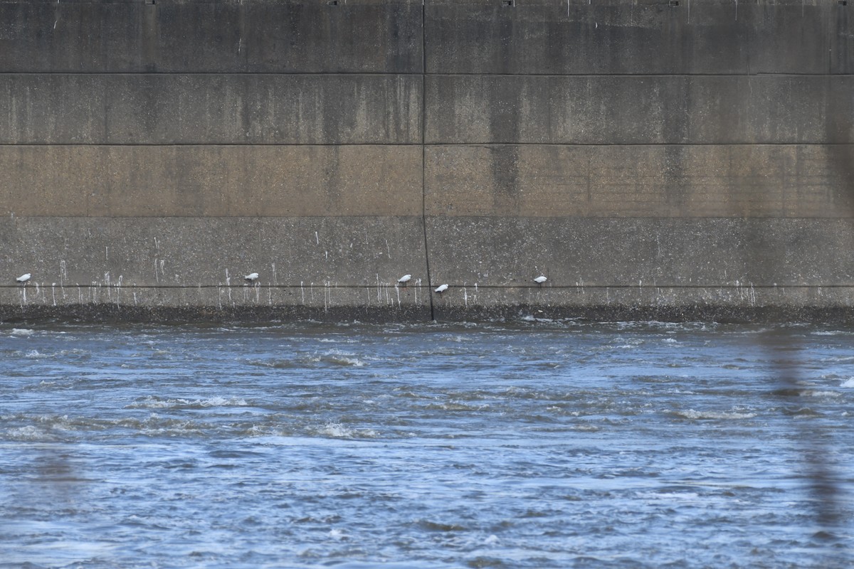 Snowy Egret - ML217831801