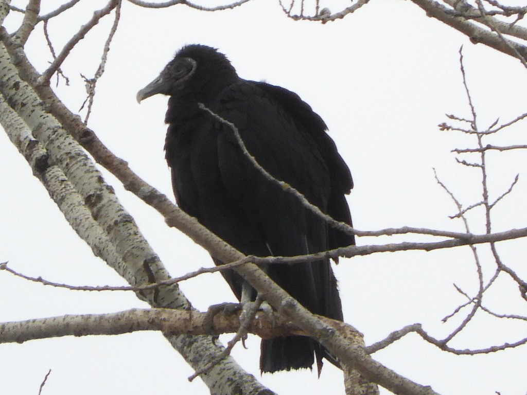 Black Vulture - ML217832641