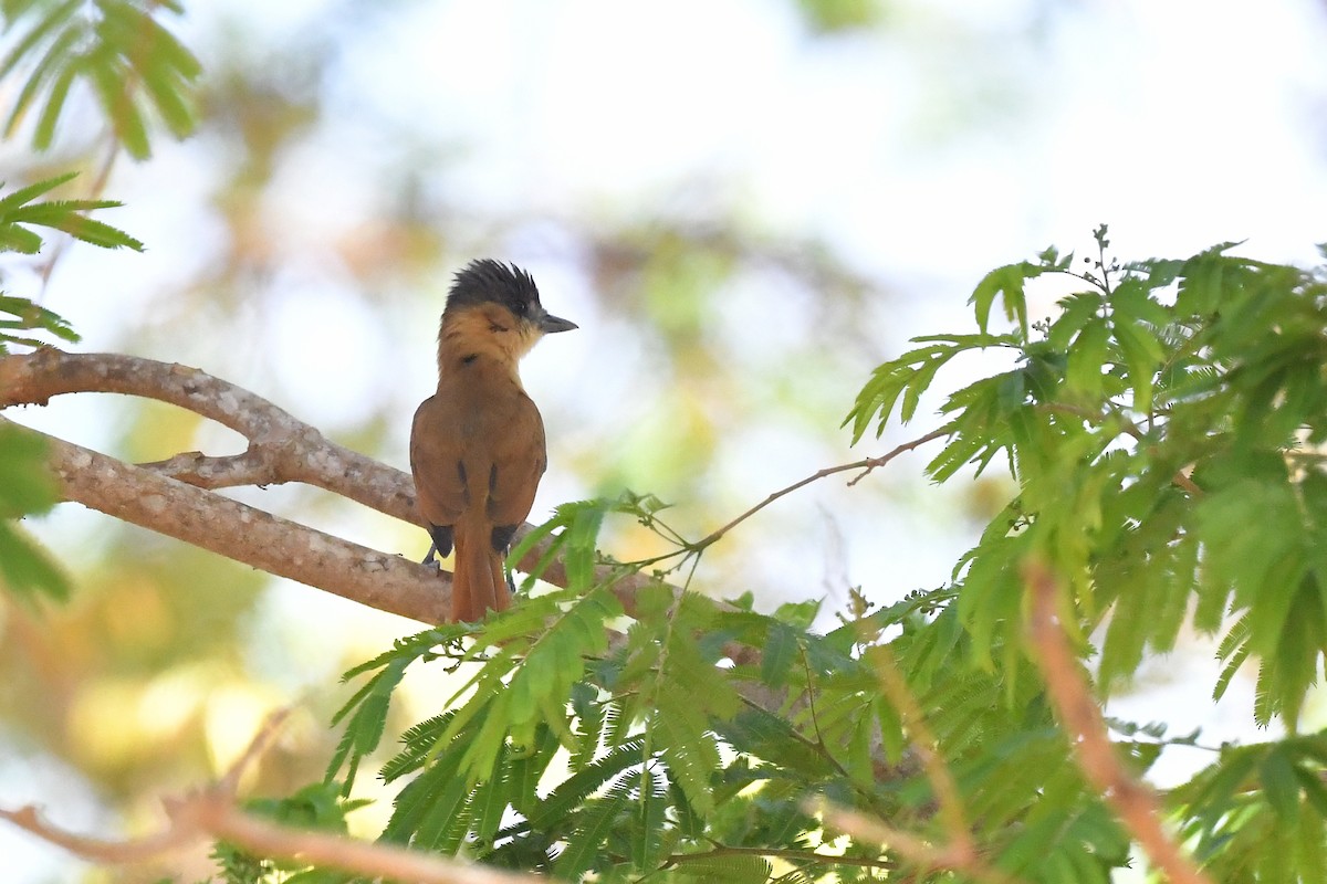 Розовогорлый бекард - ML217832771