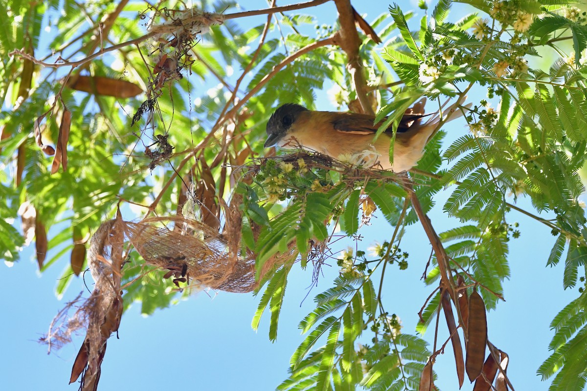 Розовогорлый бекард - ML217832861