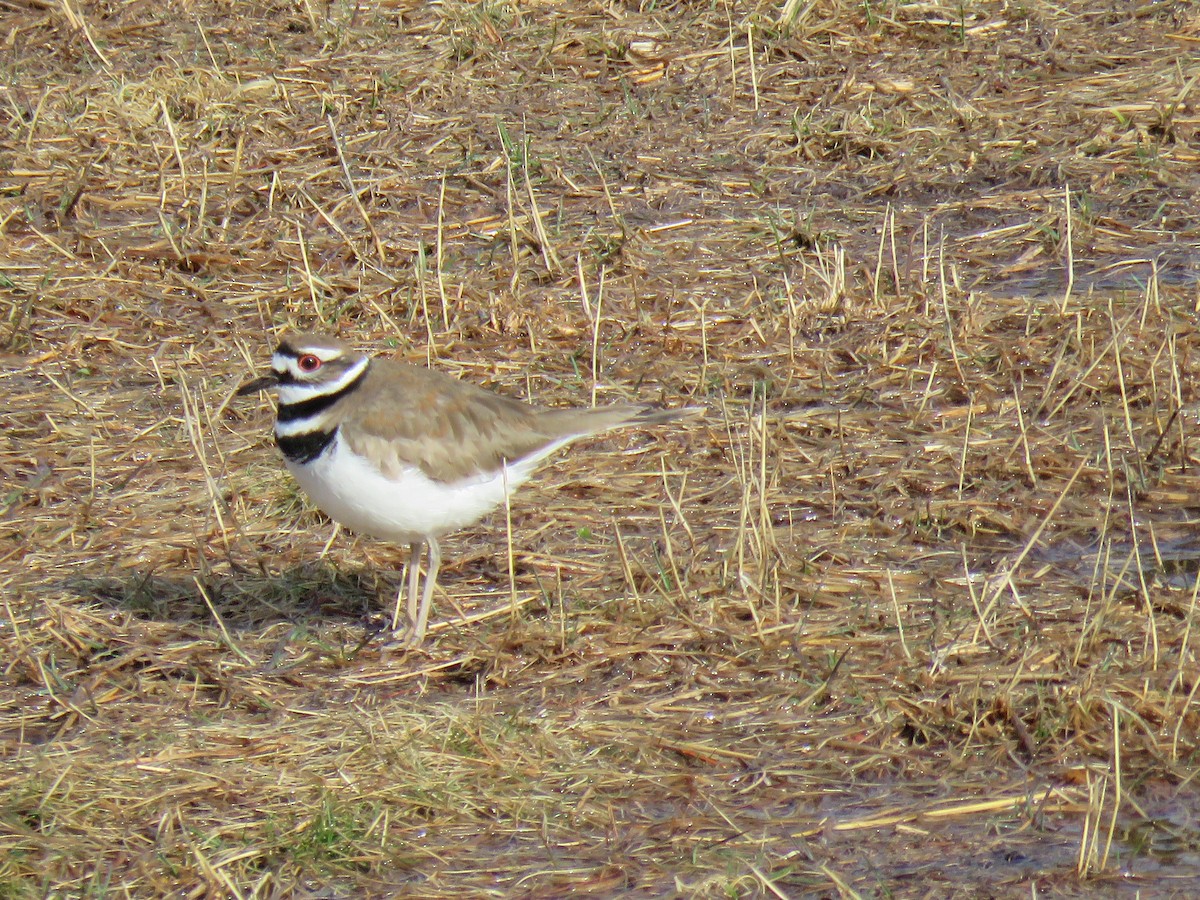 Killdeer - Kathy Hudson