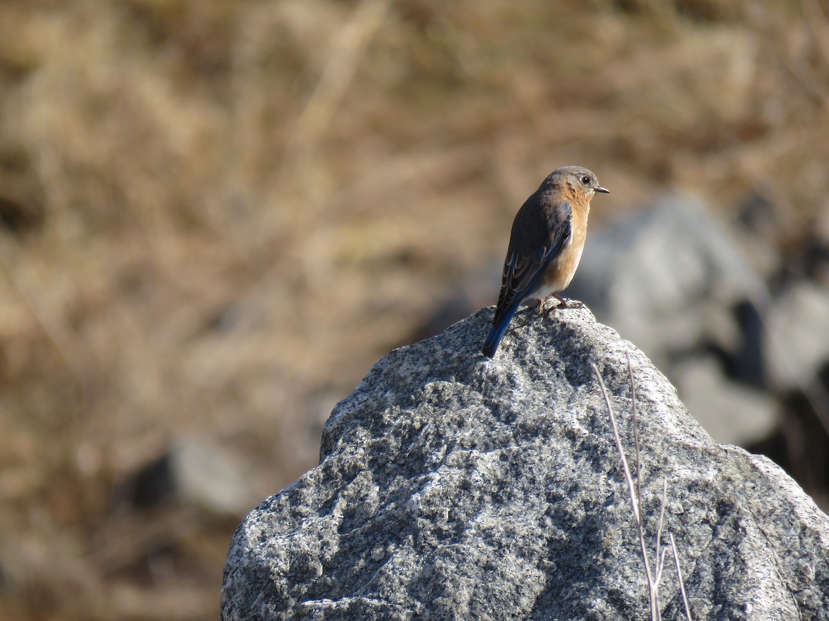 Eastern Bluebird - Kathy Hudson