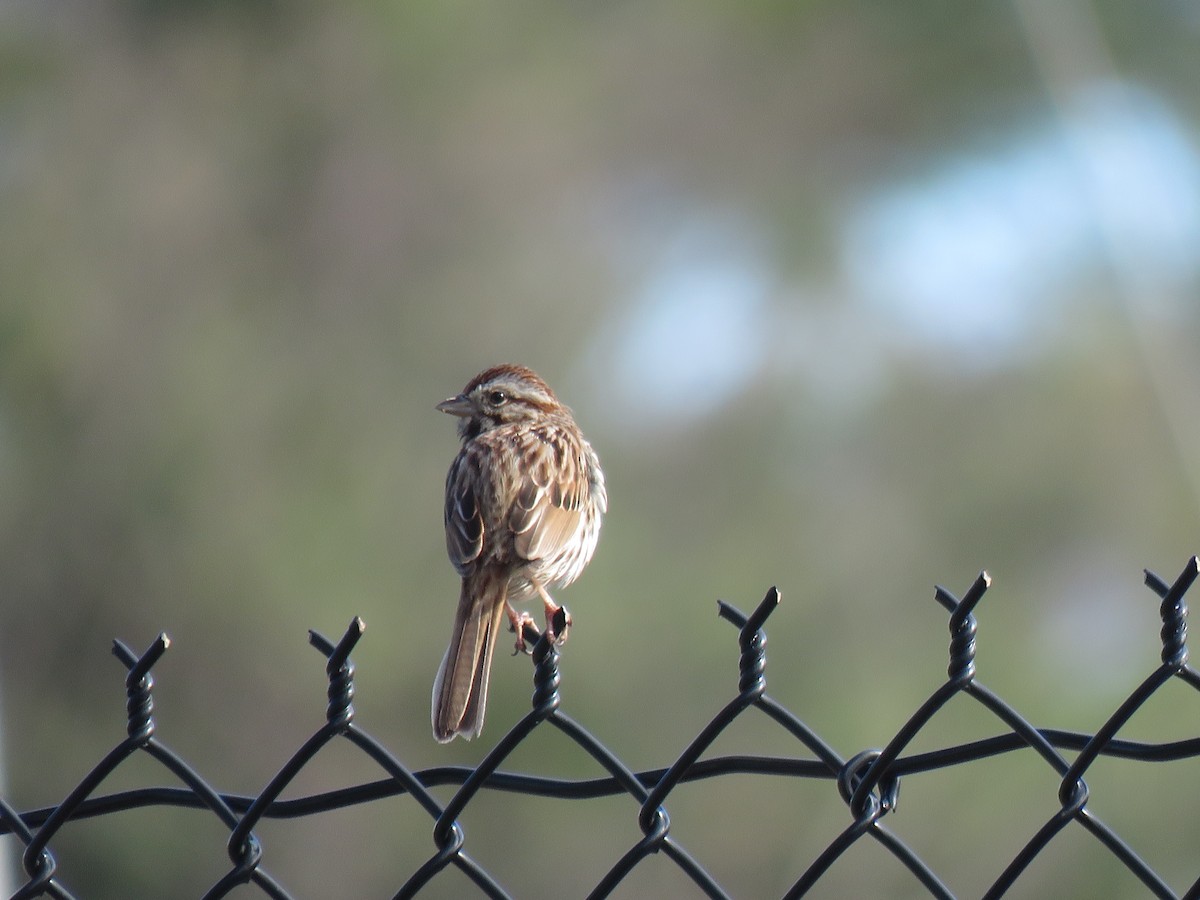 Song Sparrow - ML217834881