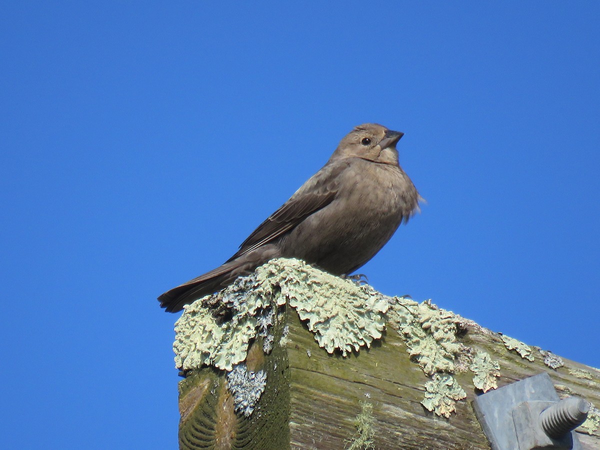 Brown-headed Cowbird - ML217834931