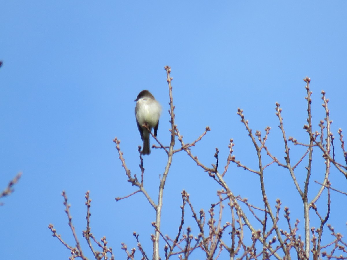 Eastern Phoebe - ML217835441