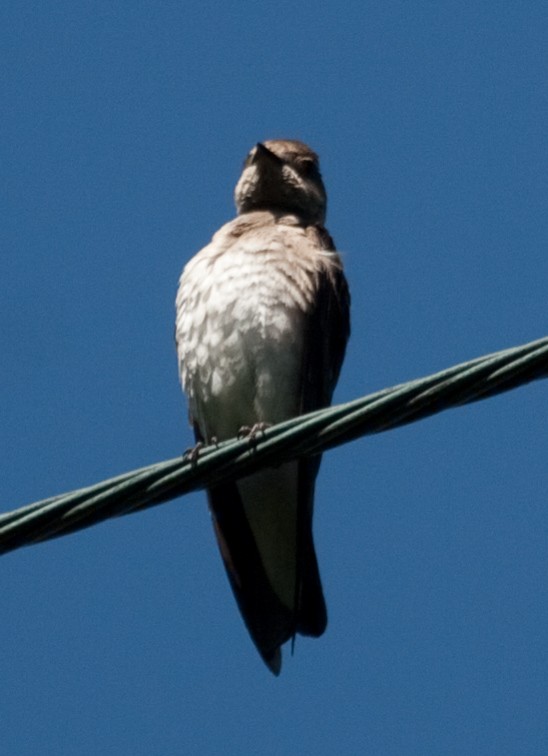 Northern Rough-winged Swallow - Jason Forbes