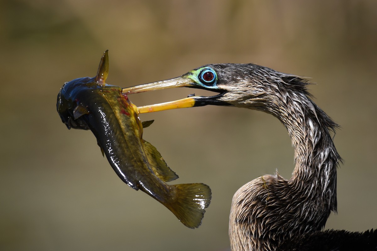 Amerika-Schlangenhalsvogel - ML217837161