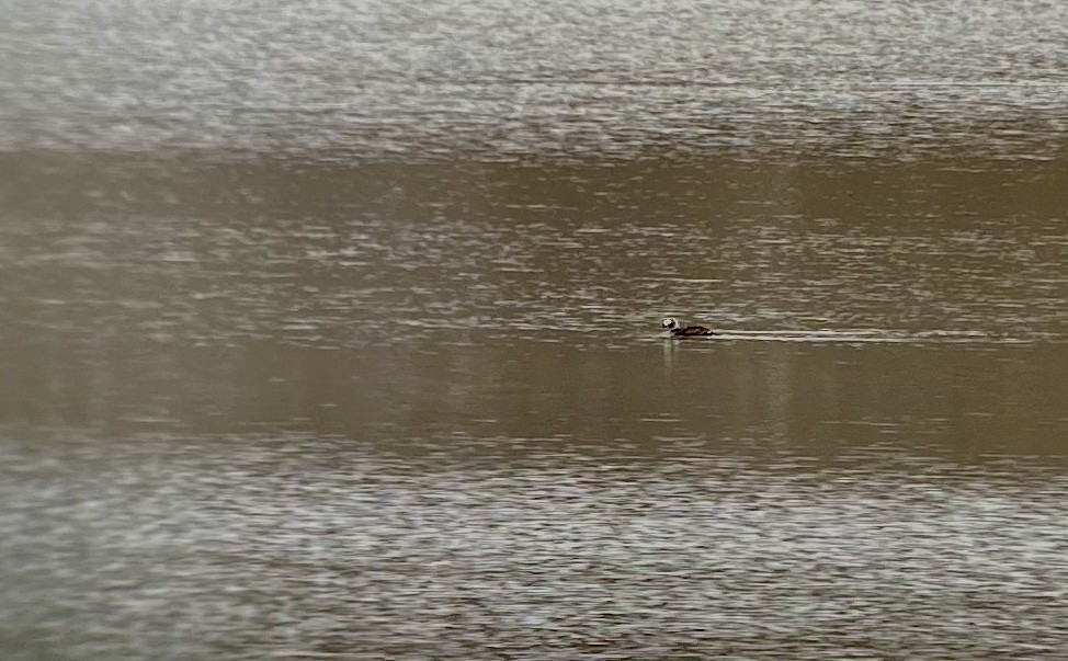 Long-tailed Duck - ML217838301