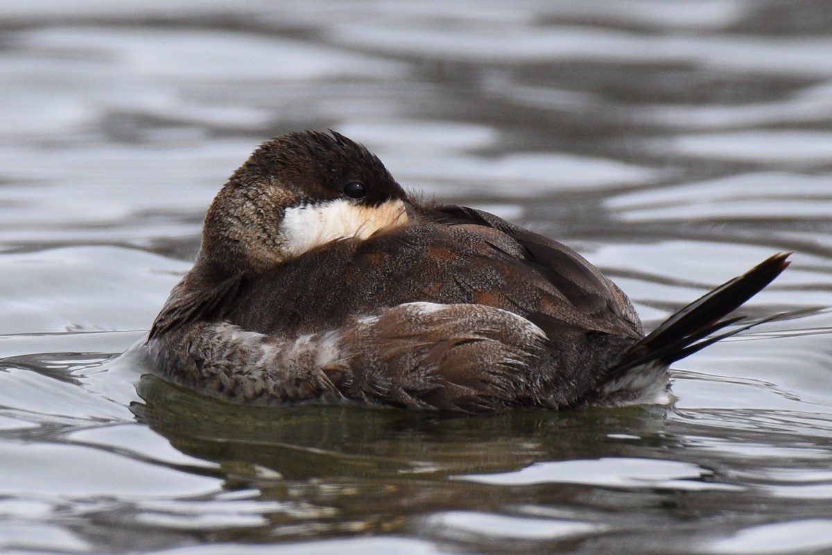 Ruddy Duck - ML217839861