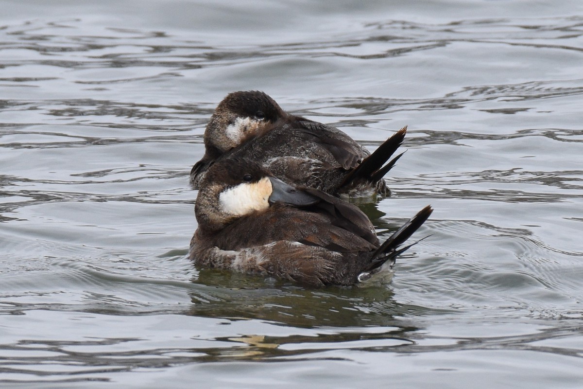 Ruddy Duck - ML217839871