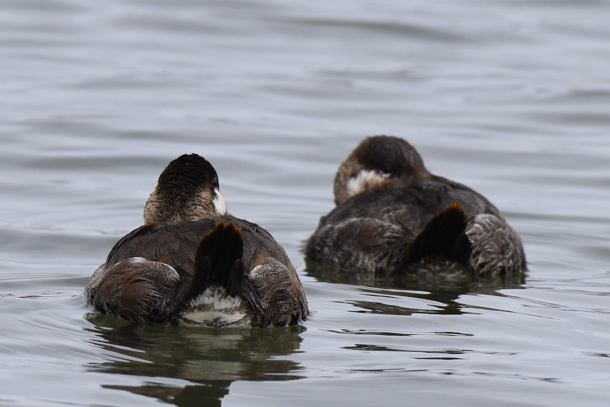 Ruddy Duck - ML217839891