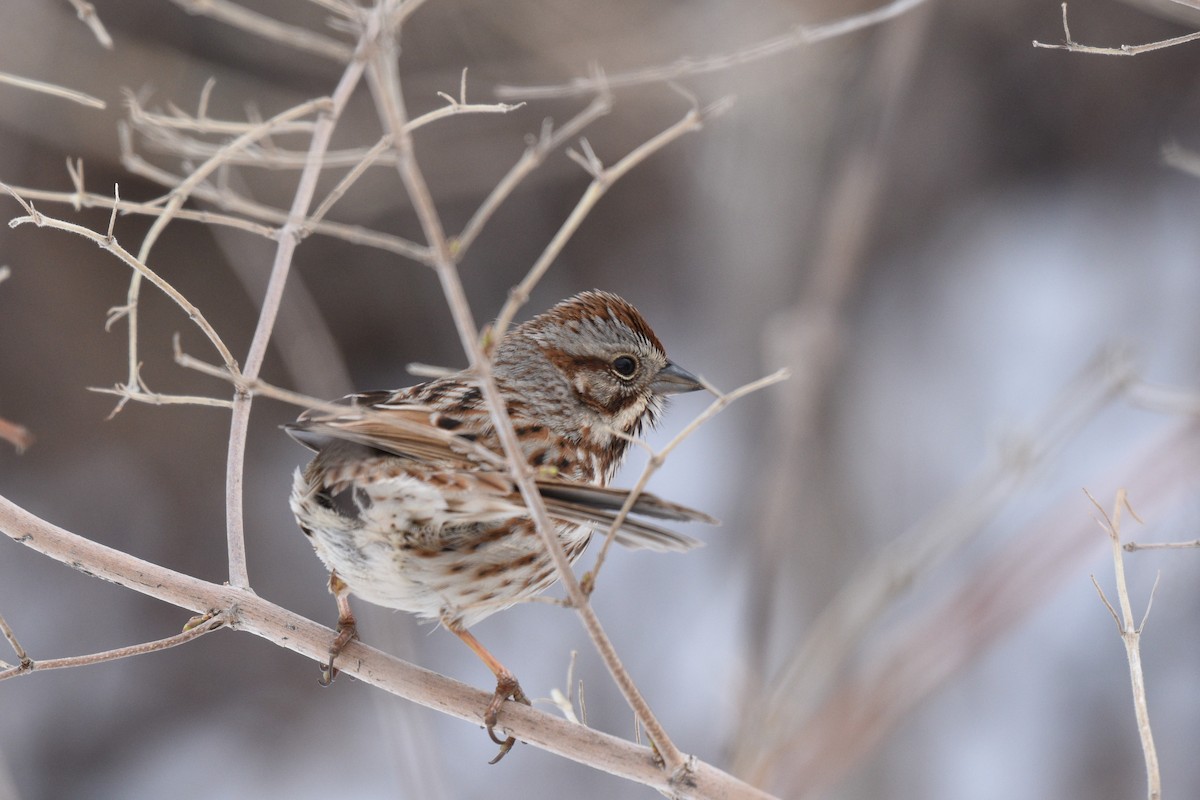 Song Sparrow - ML217840541