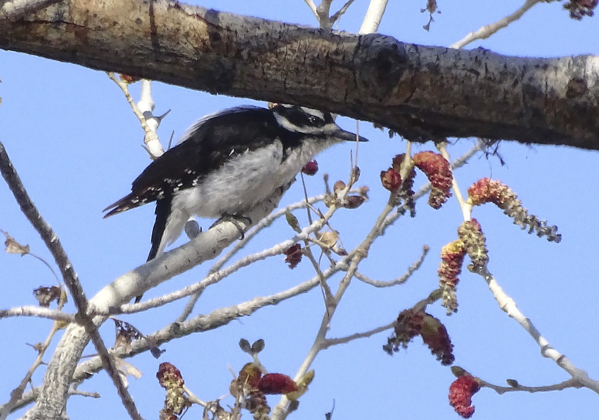 Hairy Woodpecker - Nancy Overholtz