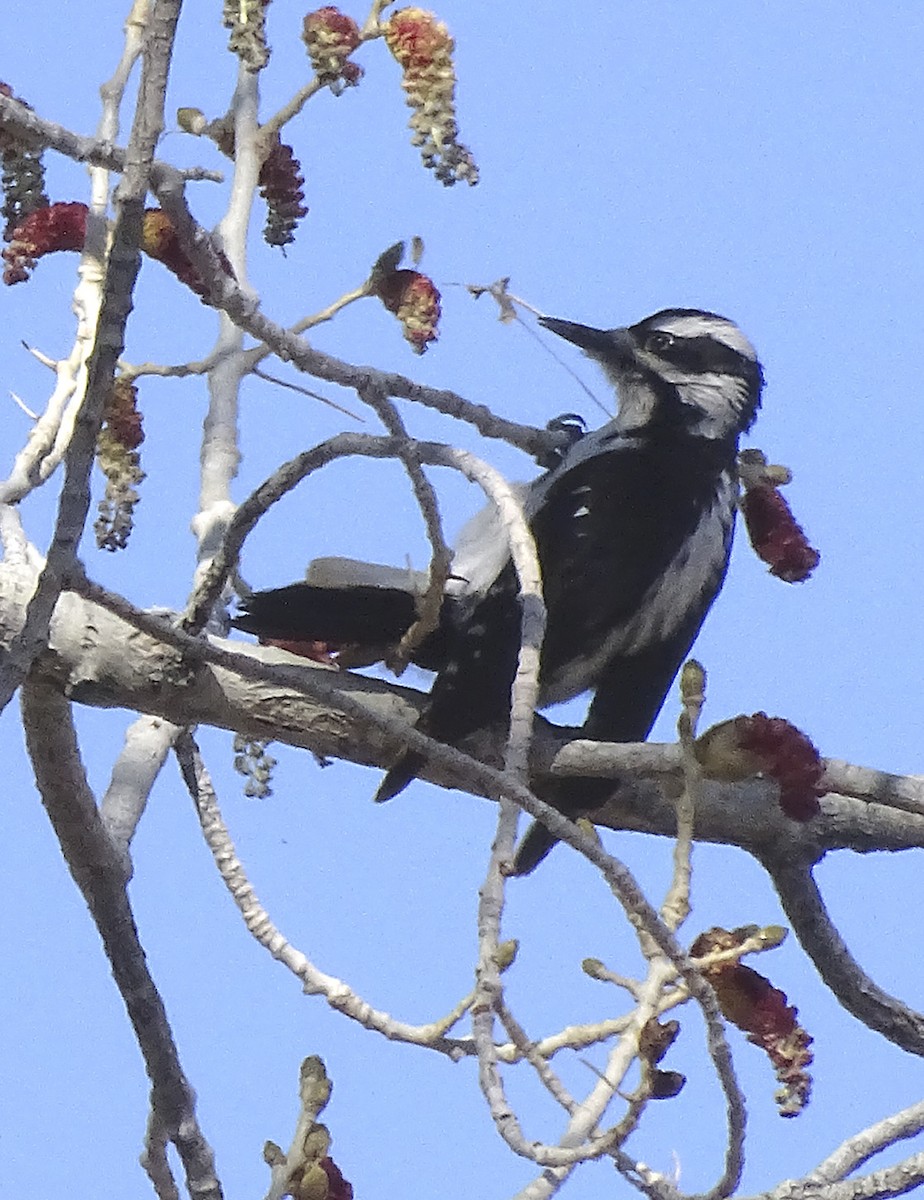 Hairy Woodpecker - Nancy Overholtz