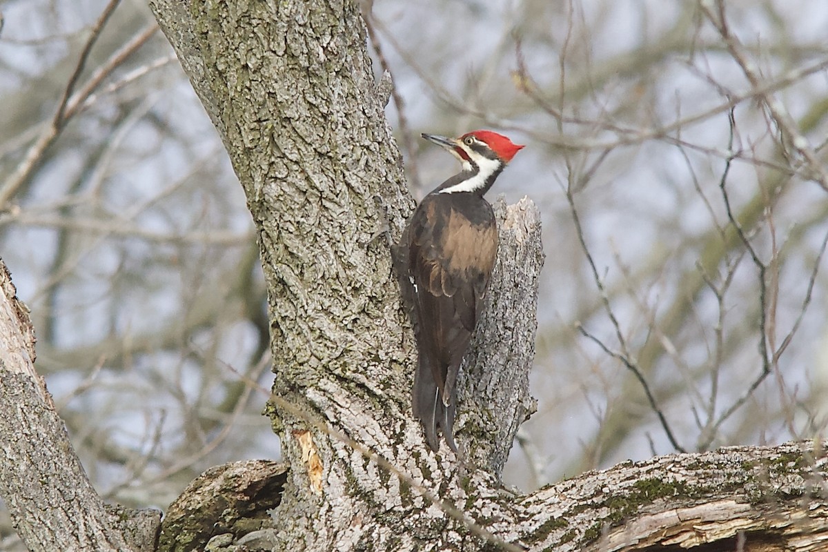 Pileated Woodpecker - Dale Bailey