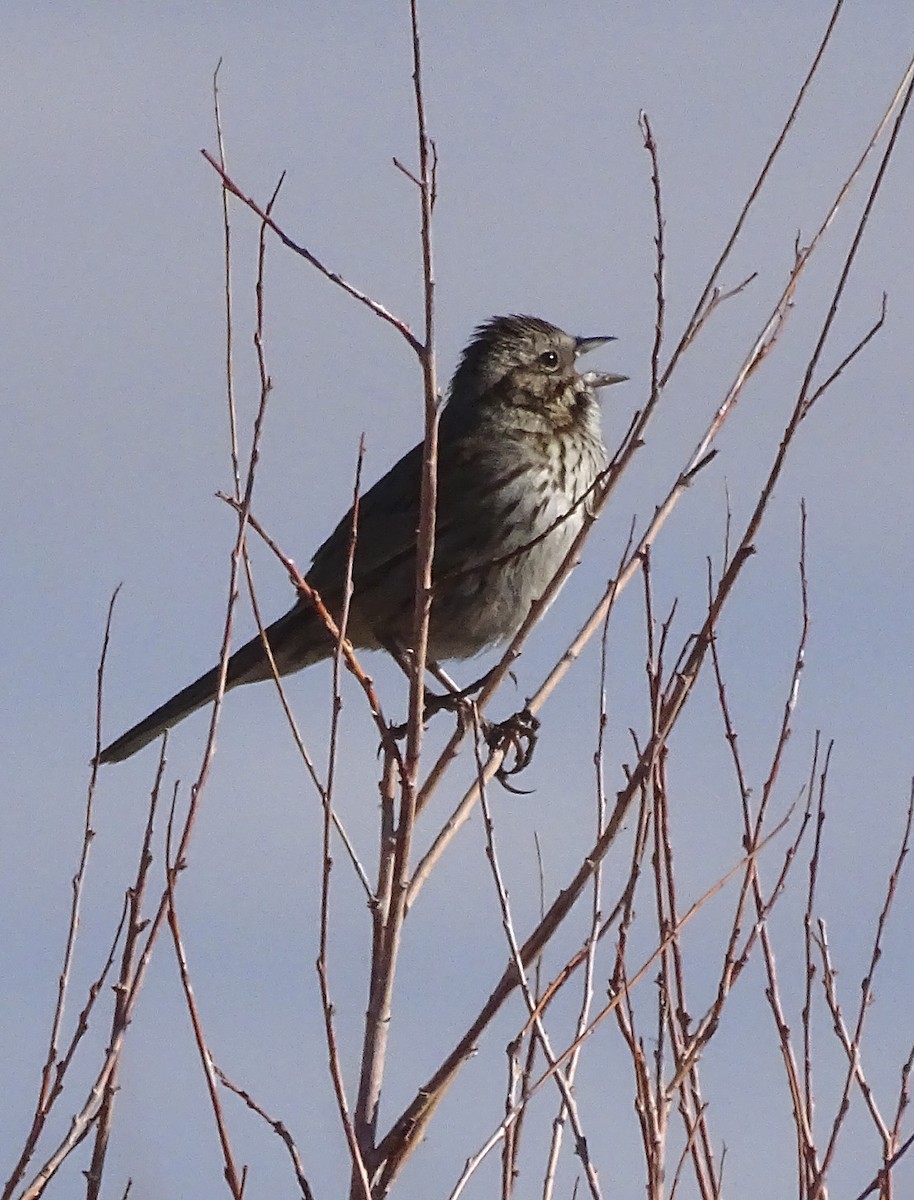 Song Sparrow - Nancy Overholtz