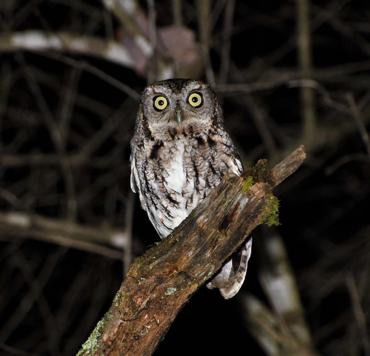 Eastern Screech-Owl (Northern) - Joe Girgente