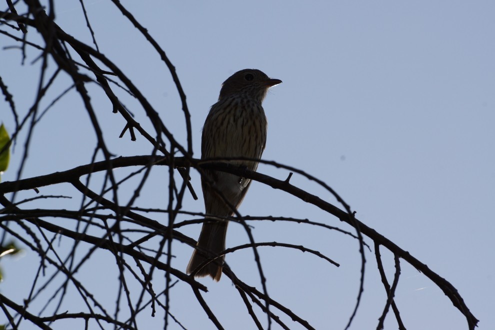 Rufous Whistler - Reuben Worseldine