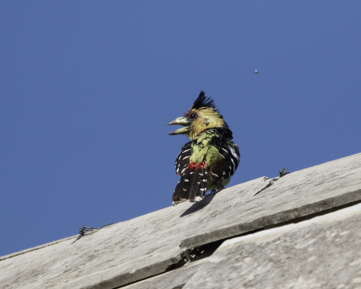 Crested Barbet - Silvia Faustino Linhares