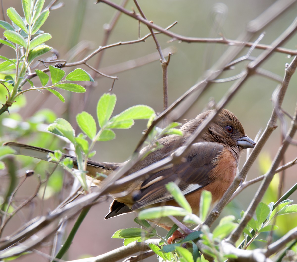 Eastern Towhee - ML217847331