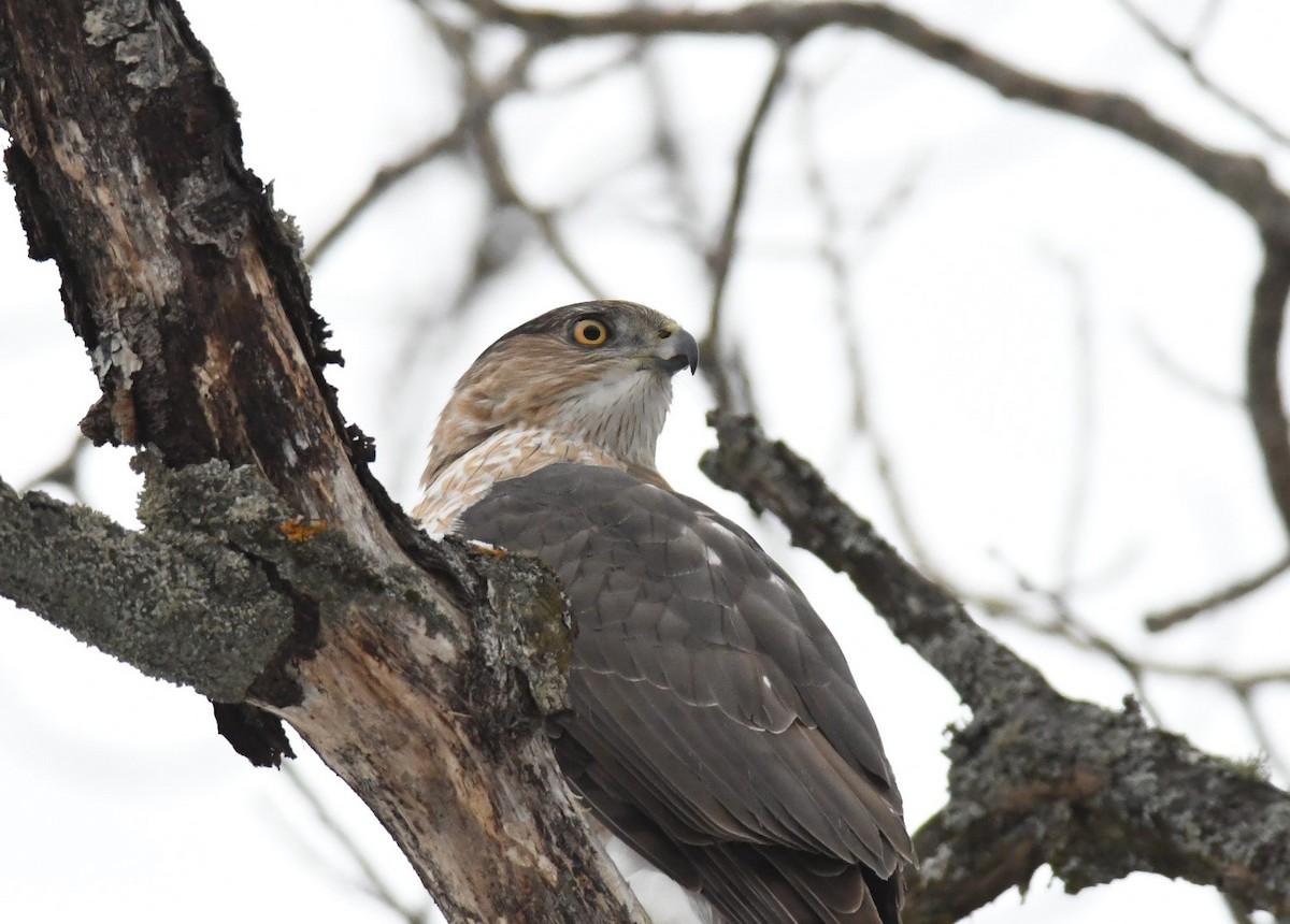 Cooper's Hawk - Bernard Desmeules