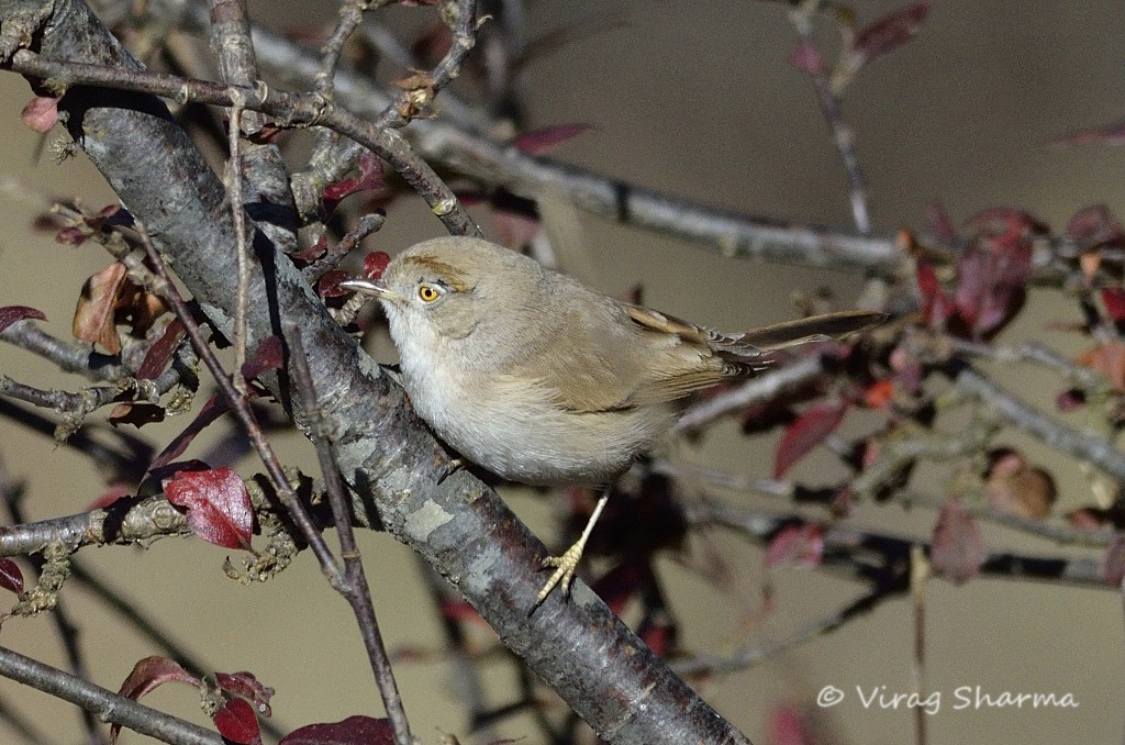 Asian Desert Warbler - Virag Sharma