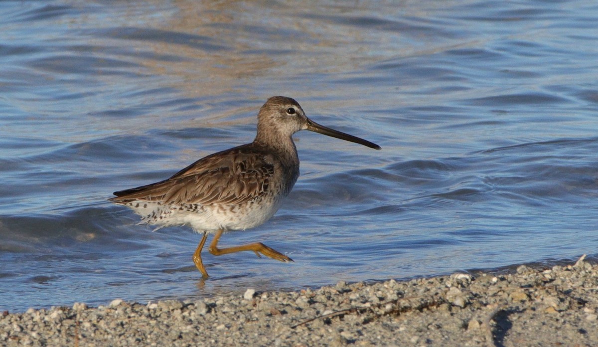 Long-billed Dowitcher - ML217858001