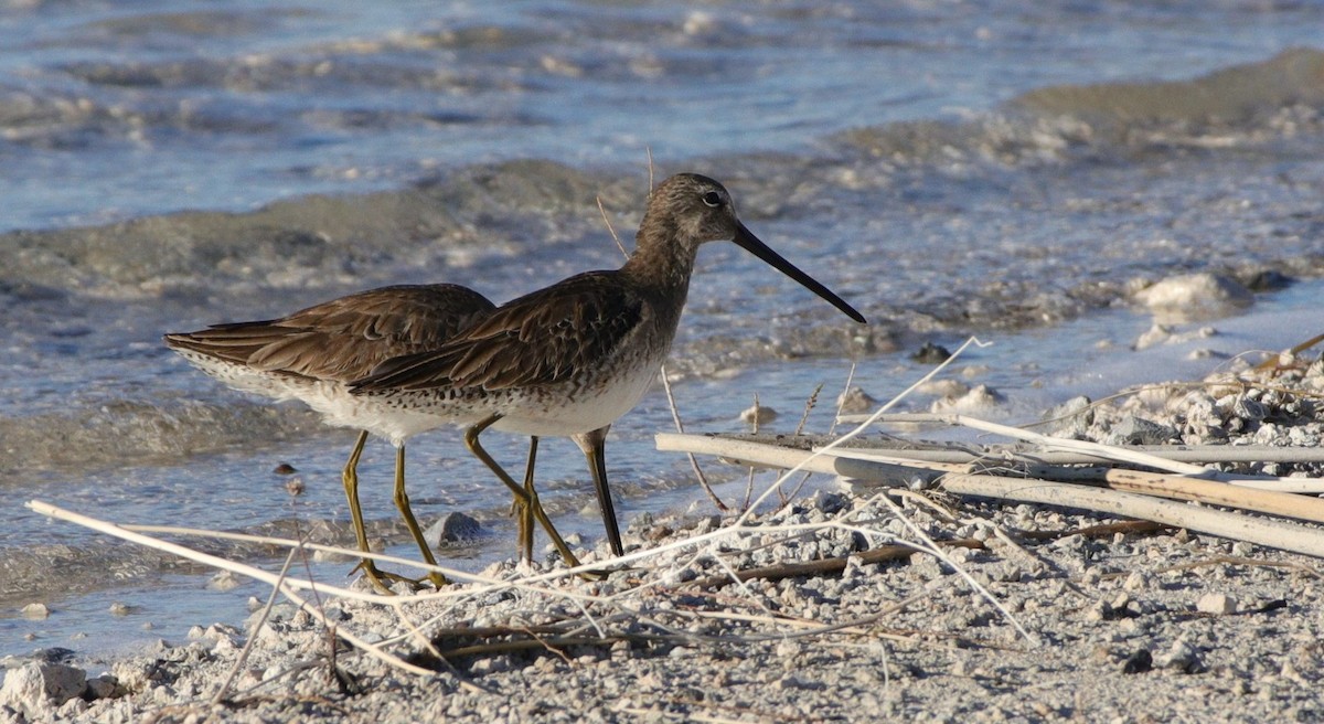 Long-billed Dowitcher - ML217858091