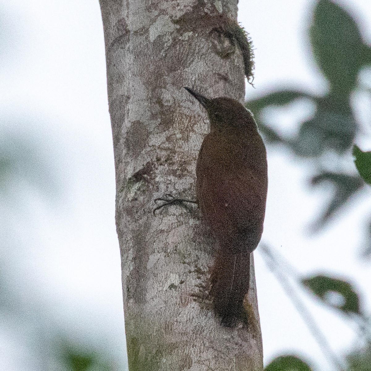 Tyrannine Woodcreeper - ML217868311