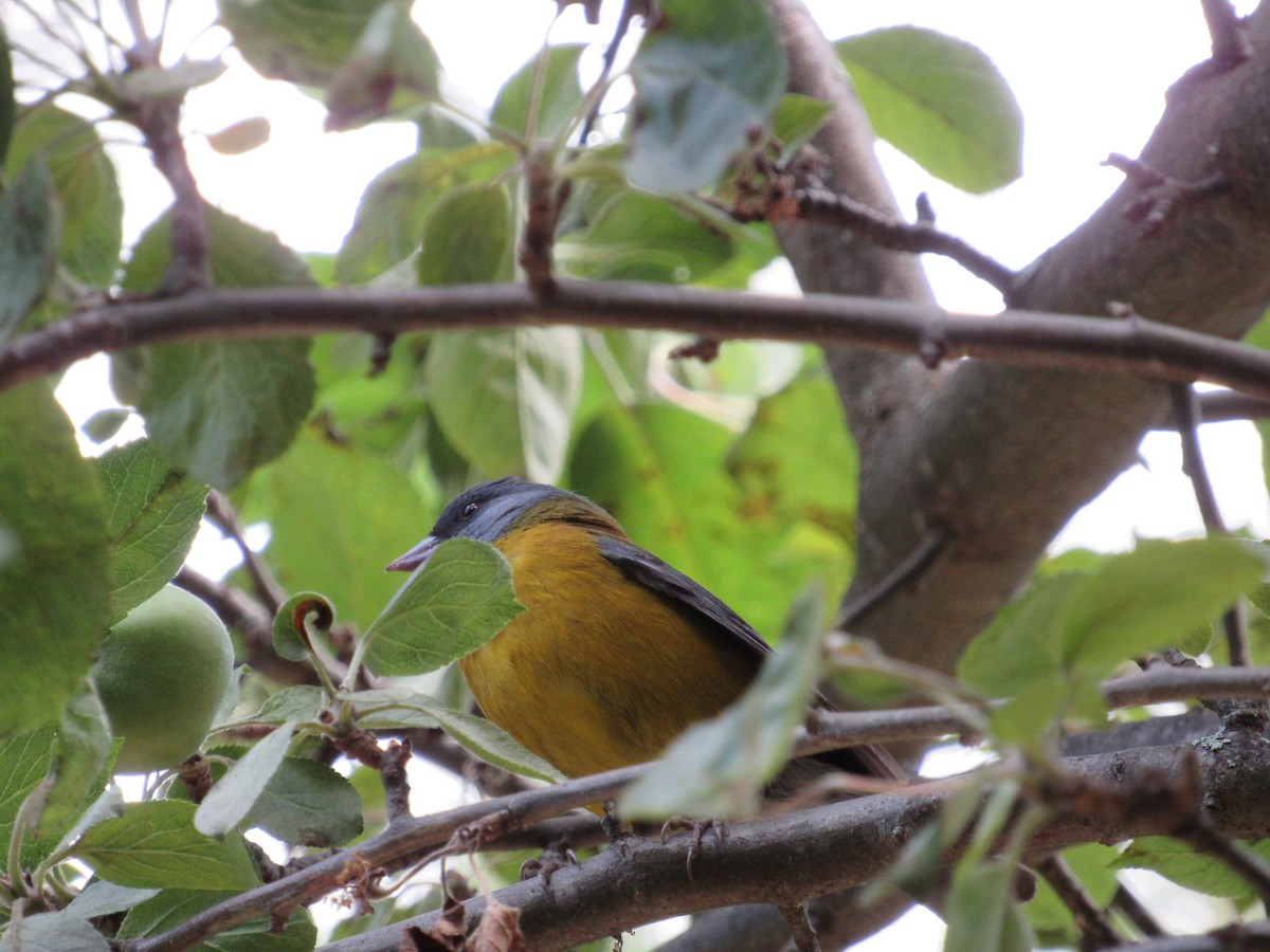 Patagonian Sierra Finch - ML217869091