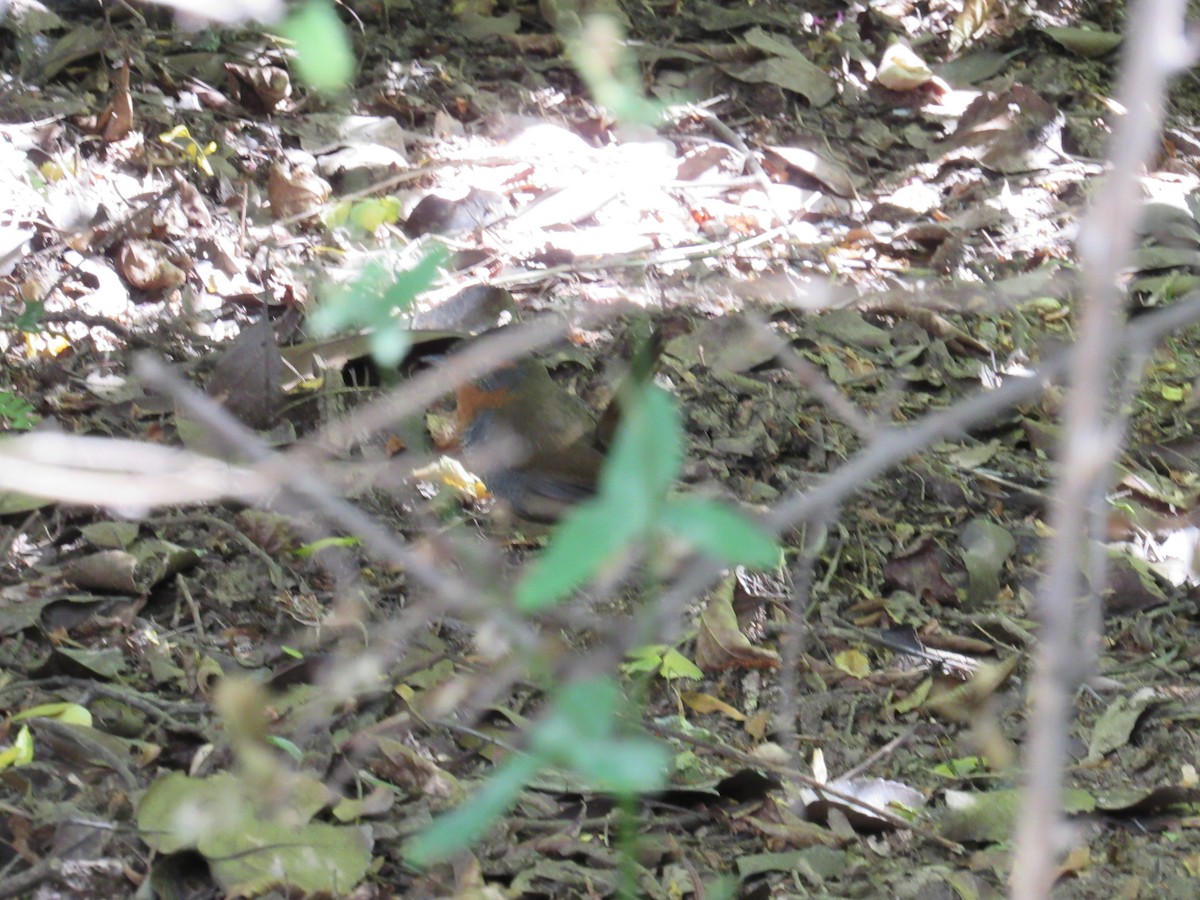 Tapaculo Chucao - ML217869161