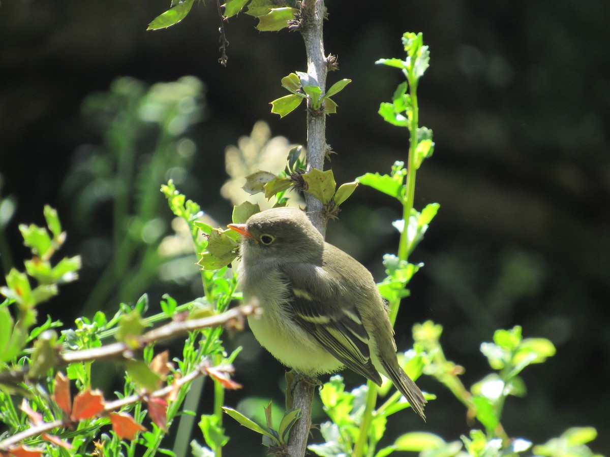 White-crested Elaenia - ML217869241