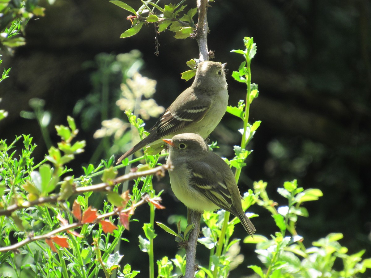 White-crested Elaenia - ML217869281