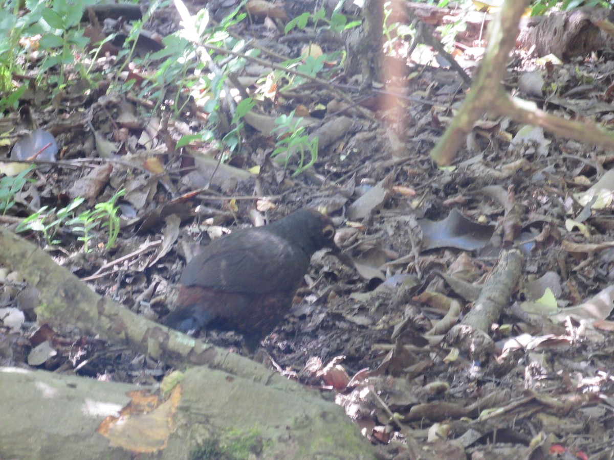 Black-throated Huet-huet - Ailín Gabucci