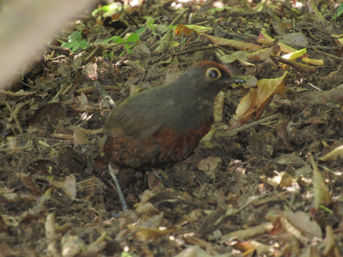 Black-throated Huet-huet - ML217869581