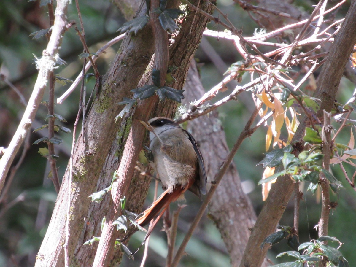 Thorn-tailed Rayadito - ML217869771