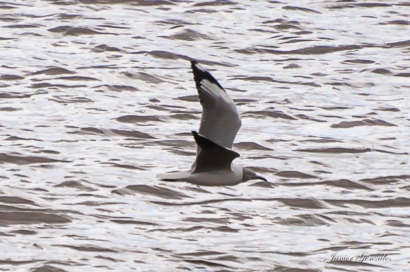 Gray-hooded Gull - Javier González